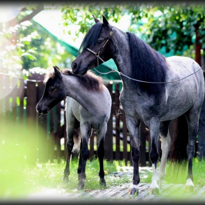New Photos of our horses